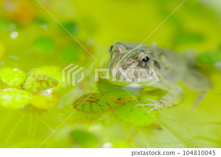 A lazy bear holding on to aquatic plants 104810045