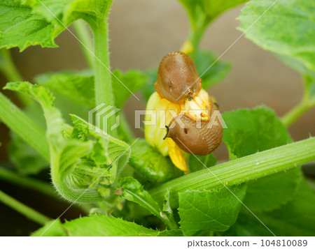 Spanish slug pest patty pan Arion vulgaris close-up snail parasitizes pattypan squash flower bloom blossom patty pan Cucurbita pepo patissoniana summer squash moving garden, eating ripe plant crops Spanish slug pest patty pan Arion vulgaris close-up snail parasitizes pattypan squash flower bloom blossom patty pan Cucurbita pepo patissoniana summer squash moving garden, eating ripe plant crops 104810089