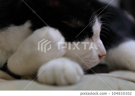 sleeping black and white cat sleeping black and white cat 104810102
