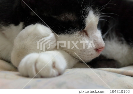 睡覺的黑貓和白貓 104810103