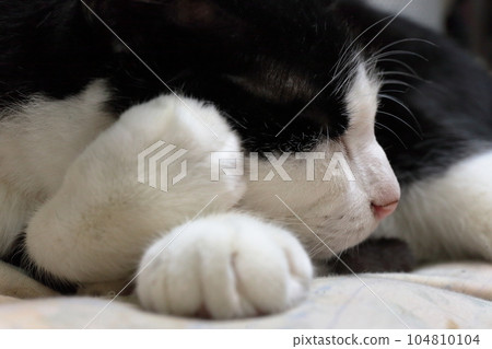 睡覺的黑貓和白貓 104810104