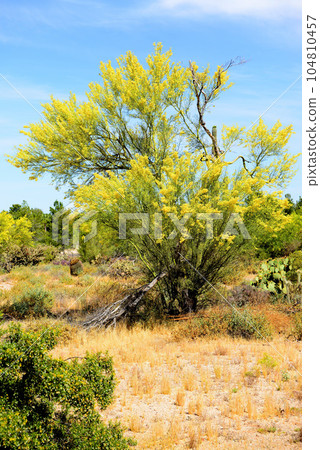 Palo Verde Tree, Sonora Desert, Spring and in bloom Palo Verde Tree, Sonora Desert, Spring and in bloom 104810457