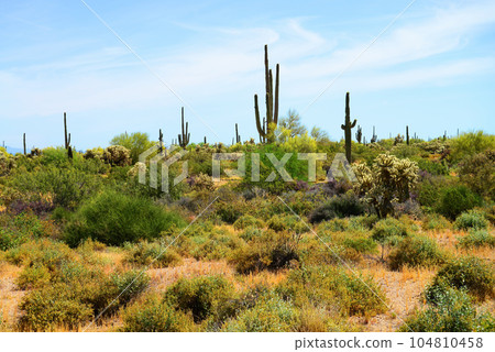Old Saguaro Cactus Sonora desert Arizona Old Saguaro Cactus Sonora desert Arizona 104810458