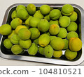 釀造梅酒的青梅 104810521