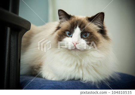Young beautiful purebred Ragdoll cat at home Young beautiful purebred Ragdoll cat at home 104810535