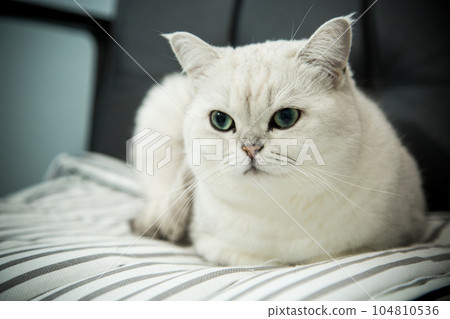adult cat pedigree Scottish chinchilla straight ears adult cat pedigree Scottish chinchilla straight ears 104810536