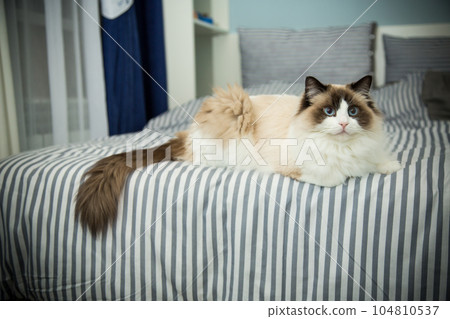 Young beautiful purebred Ragdoll cat at home Young beautiful purebred Ragdoll cat at home 104810537