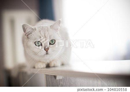 adult cat pedigree Scottish chinchilla straight ears adult cat pedigree Scottish chinchilla straight ears 104810558