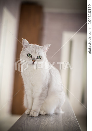 adult cat pedigree Scottish chinchilla straight ears adult cat pedigree Scottish chinchilla straight ears 104810559