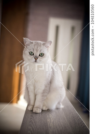 adult cat pedigree Scottish chinchilla straight ears adult cat pedigree Scottish chinchilla straight ears 104810560