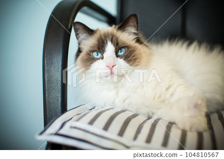 Young beautiful purebred Ragdoll cat at home 104810567
