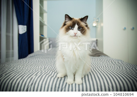 Young beautiful purebred Ragdoll cat at home Young beautiful purebred Ragdoll cat at home 104810694