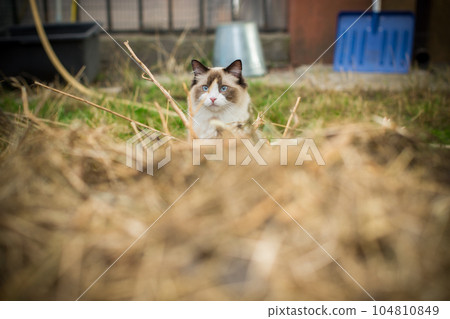 beautiful young cat of Ragdoll breed walks on outdoors beautiful young cat of Ragdoll breed walks on outdoors 104810849