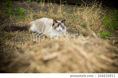 beautiful young cat of Ragdoll breed walks on outdoors 104810851