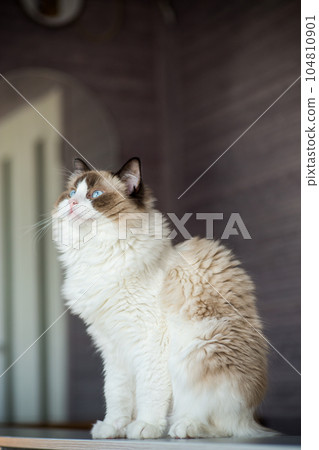 Young beautiful purebred Ragdoll cat at home Young beautiful purebred Ragdoll cat at home 104810901
