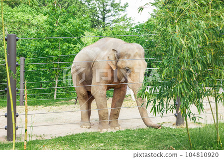 A Captivating Sight of the Asian Elephant in Zoo 104810920