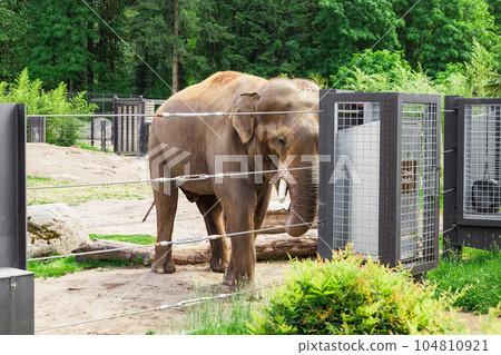 A Captivating Sight of the Asian Elephant in Zoo 104810921