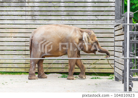 A Captivating Sight of the Asian Elephant in Zoo 104810923