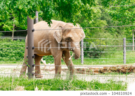 A Captivating Sight of the Asian Elephant in Zoo A Captivating Sight of the Asian Elephant in Zoo 104810924