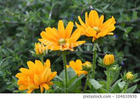 Rudbeckia Amarillo Gold Rudbeckia Amarillo Gold 104810930