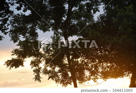 silhouette landscape of  tree  on sunset in garden   104811005