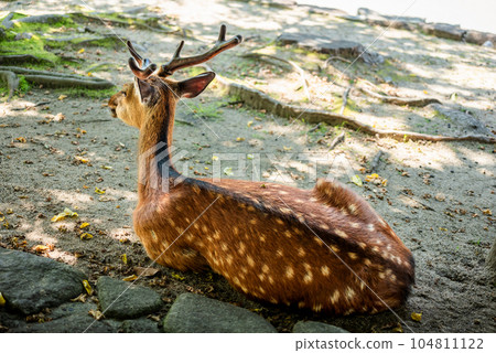 A back view of a wild deer living in Miyajima, Hiroshima Prefecture, sitting and resting 104811122