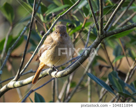 雌性紅尾鴝棲息在樹枝上，盯著我們 104811894