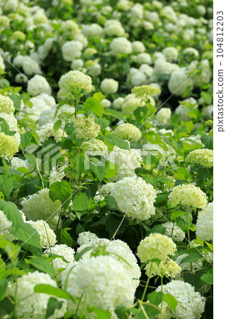 Annabelle Snow Mountain in Tokyo Summer Land Wandful Nature Village Hydrangea Garden Annabelle Snow Mountain in Tokyo Summer Land Wandful Nature Village Hydrangea Garden 104812203