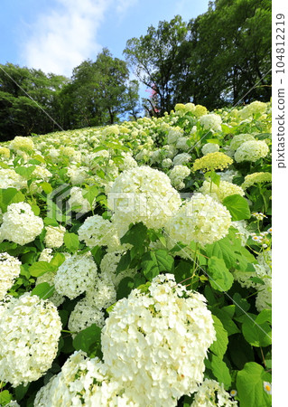 Tokyo Summerland Hydrangea Garden Annabelle Snow Mountain Tokyo Summerland Hydrangea Garden Annabelle Snow Mountain 104812219