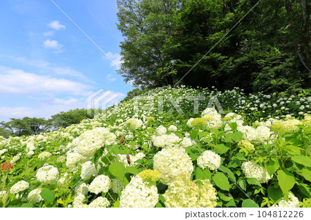 Tokyo Summerland Hydrangea Garden Annabelle Snow Mountain Tokyo Summerland Hydrangea Garden Annabelle Snow Mountain 104812226