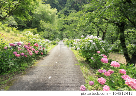 東京夏日樂園奇妙自然村的繡球花 繡球花園 東京夏日樂園奇妙自然村的繡球花 繡球花園 104812412