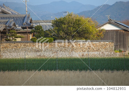onion farm spring 104812931
