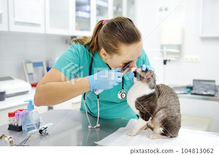 Veterinarian doctor checks eyesight of a cat of the breed Cornish Rex in a veterinary clinic. Health of pet. Care animal. Pet checkup, tests and vaccination in vet office. Veterinarian doctor checks eyesight of a cat of the breed Cornish Rex in a veterinary clinic. Health of pet. Care animal. Pet checkup, tests and vaccination in vet office. 104813062