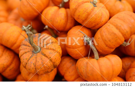 Fresh healthy bio pumpkins on farmer agricultural market at autumn. Fresh healthy bio pumpkins on farmer agricultural market at autumn. 104813112