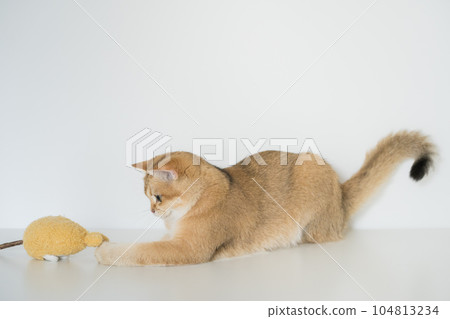 gold british cat kitten on white background gold british cat kitten on white background 104813234