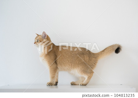 gold british cat kitten on white background gold british cat kitten on white background 104813235