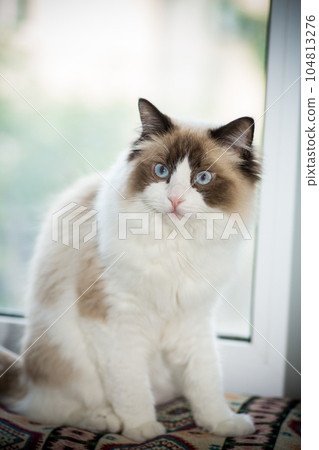Young beautiful purebred Ragdoll cat at home 104813276