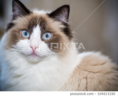Young beautiful purebred Ragdoll cat at home Young beautiful purebred Ragdoll cat at home 104813280