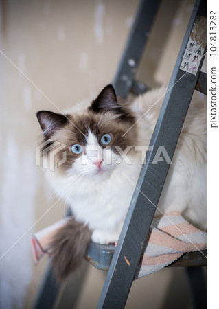 Cute domestic ragdoll cat on a construction ladder 104813282
