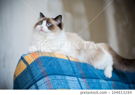 Young beautiful purebred Ragdoll cat at home 104813284