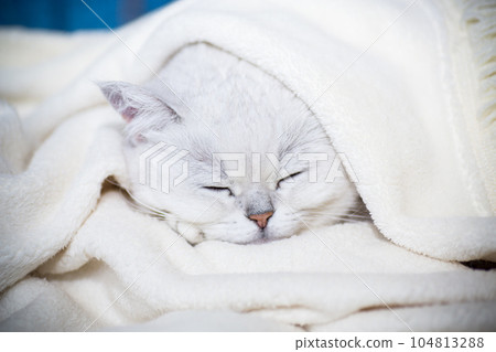 adult cat breed Scottish chinchilla with straight ears, sleeps 104813288