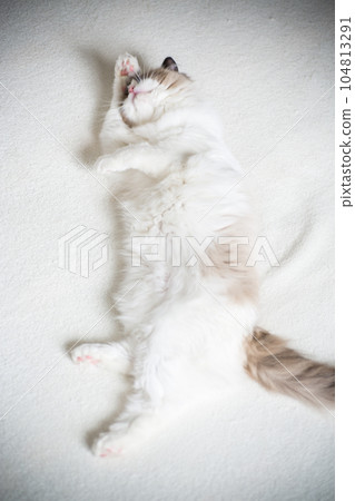 Young beautiful purebred Ragdoll cat at home 104813291
