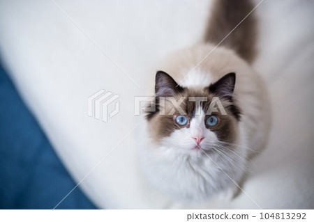Young beautiful purebred Ragdoll cat at home Young beautiful purebred Ragdoll cat at home 104813292