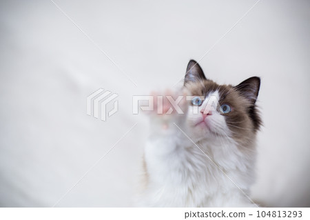 Young beautiful purebred Ragdoll cat at home 104813293