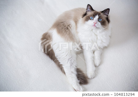 Young beautiful purebred Ragdoll cat at home 104813294