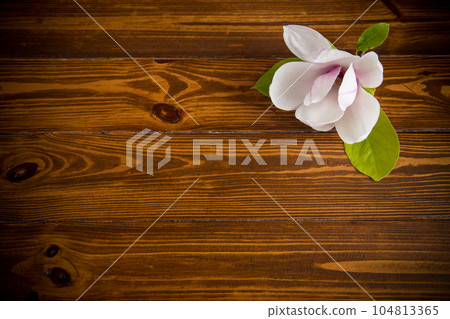 one pink flower on a branch of blooming magnolia on a wooden table 104813365