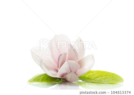 one pink flower on a branch of blooming magnolia close up one pink flower on a branch of blooming magnolia close up 104813374
