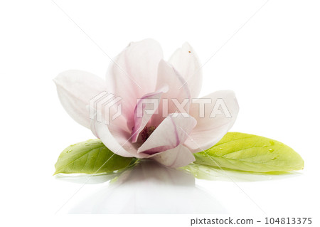 one pink flower on a branch of blooming magnolia close up 104813375