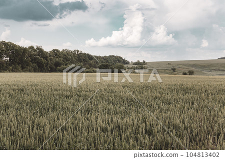 Wheat field landscape with scenic cloudy sky, color graded Wheat field landscape with scenic cloudy sky, color graded 104813402