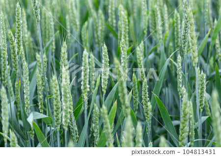 Young wheat ears or spikelets, blurred background 104813431